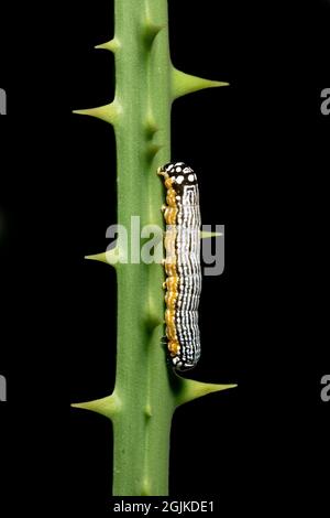 Turbulente Phosphila-Raupe (Phosphila turbulenta) auf der Greenbrier-Anlage in Brevard, North Carolina Stockfoto