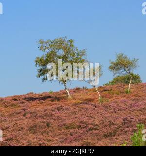 Lebhaftes Heidekraut auf Dunwich Heath, Suffolk Stockfoto