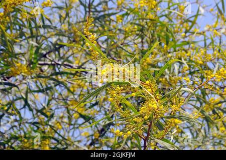 Coojong, goldener Kranz-Wattle, orangefarbener Wattle, blaublättriger Wattle, Weidenblatt-Akazie, Acacia cyanophylla, Acacia saligna, akácia Stockfoto