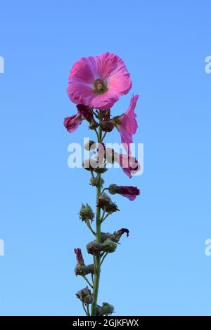 Pink Hollyhock gegen einen klaren blauen Himmel Stockfoto