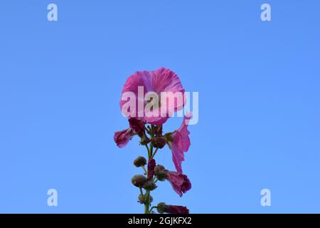 Pink Hollyhock gegen einen klaren blauen Himmel Stockfoto