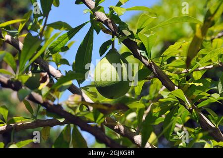 calabash-Baum, Huingo, Krabasi oder Kalebas, Crescentia mirabilis Stockfoto