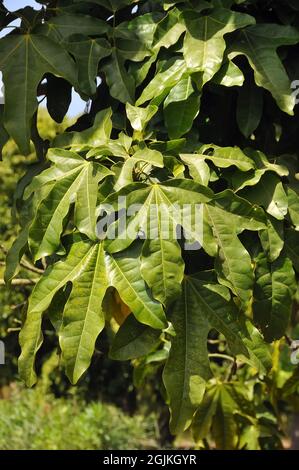 Lahmer Baum, Illawarra Flammenbaum, Lacebinkbaum, kurrajong, Brachychiton acerifolius, juharlevelű lángfa, Australien Stockfoto