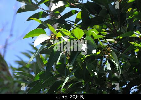 Sumpf-Mahagoni oder Sumpf-Messmate, Eukalypte, Eucalyptus robusta, mocsári eukaliptusz, Australien Stockfoto