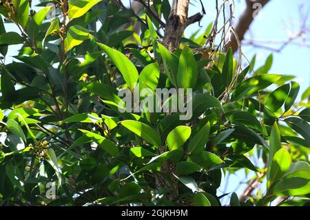 Sumpf-Mahagoni oder Sumpf-Messmate, Eukalypte, Eucalyptus robusta, mocsári eukaliptusz, Australien Stockfoto