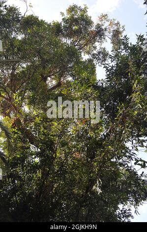 Sumpf-Mahagoni oder Sumpf-Messmate, Eukalypte, Eucalyptus robusta, mocsári eukaliptusz, Australien Stockfoto