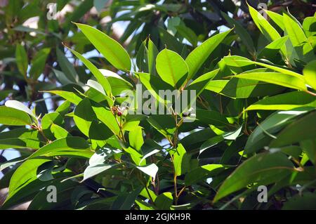 Sumpf-Mahagoni oder Sumpf-Messmate, Eukalypte, Eucalyptus robusta, mocsári eukaliptusz, Australien Stockfoto