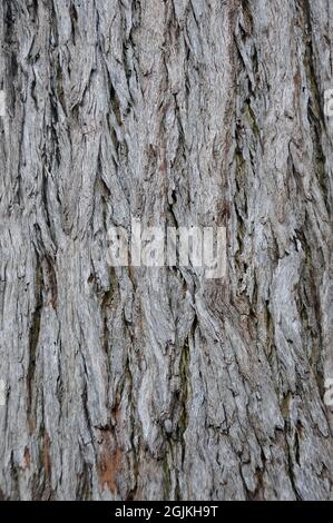 Sumpf-Mahagoni oder Sumpf-Messmate, Eukalypte, Eucalyptus robusta, mocsári eukaliptusz, Australien Stockfoto