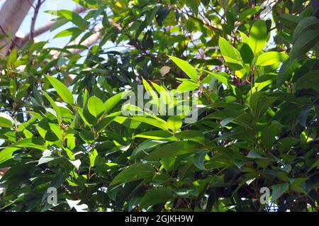 Sumpf-Mahagoni oder Sumpf-Messmate, Eukalypte, Eucalyptus robusta, mocsári eukaliptusz, Australien Stockfoto