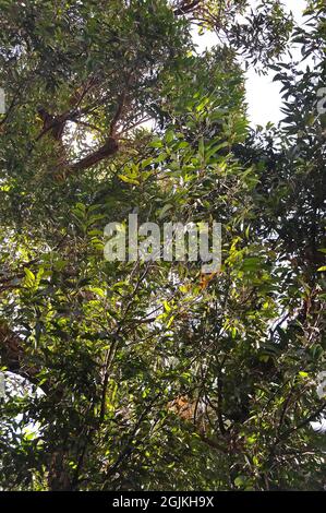 Sumpf-Mahagoni oder Sumpf-Messmate, Eukalypte, Eucalyptus robusta, mocsári eukaliptusz, Australien Stockfoto