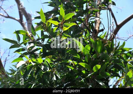 Sumpf-Mahagoni oder Sumpf-Messmate, Eukalypte, Eucalyptus robusta, mocsári eukaliptusz, Australien Stockfoto