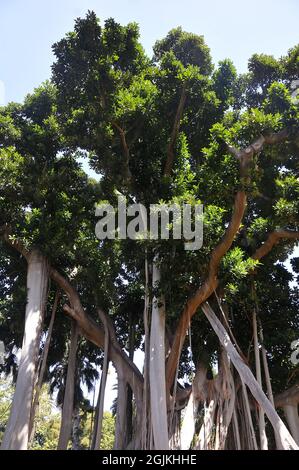 Moreton Bay Fig oder Australian banyan, Großblättrige Feige, Ficus macrophylla columnaris, nagylevelű fikusz Stockfoto