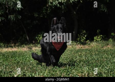 Schwarzer langhaariger Deutscher Schäferhund läuft fröhlich durch grünes Gras an warmen sonnigen Sommertagen. Charmanter Schäferhund mit rotem Bandana um den Hals. Stockfoto