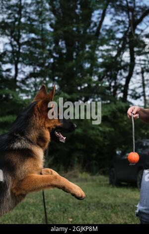 Der junge Vollblut-Hund springt und versucht, mit seinen Zähnen einen orangefarbenen Ball zu ergattern, den der Besitzer per Seil hält. Deutscher Schäferhund spielt mit Ball draußen auf Stockfoto