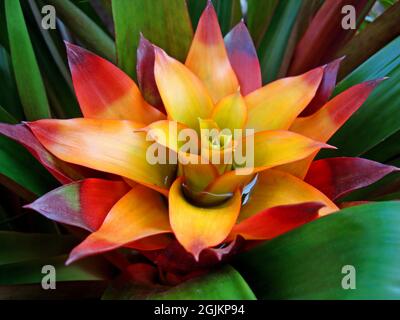 Bromelien-Blütenstand (Guzmania lingulata) im tropischen Garten Stockfoto