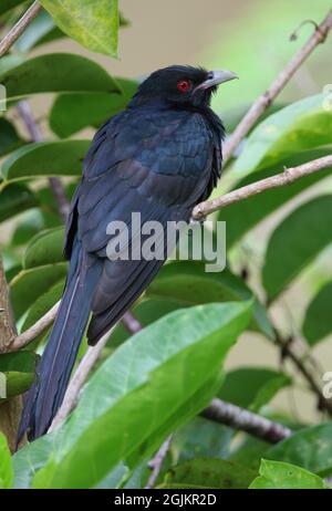 Asiatischer Koel (Eudynamys scolopaceus scolopacus) erwachsener Mann, der im Busch Sri Lanka sitzt Dezember Stockfoto