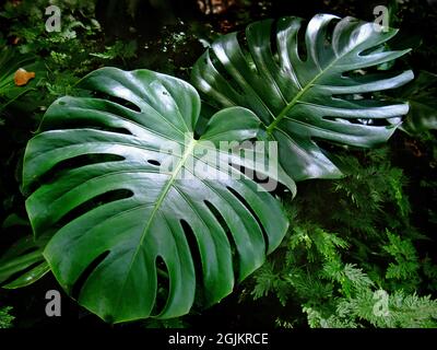 Blätter der Schweizer Käsepflanze (Monstera deliciosa) Stockfoto