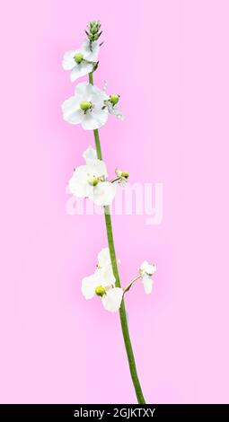 High Key Bild von wildem Unkraut mit blühenden Blumen Stockfoto