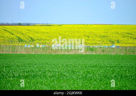 Bienenstöcke im Frühjahr auf dem Feld Stockfoto