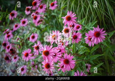 Lebhaft wachsender Fleck eines Gartens mit einer Reihe von Echinacea, auch bekannt als Coneflower. Stockfoto