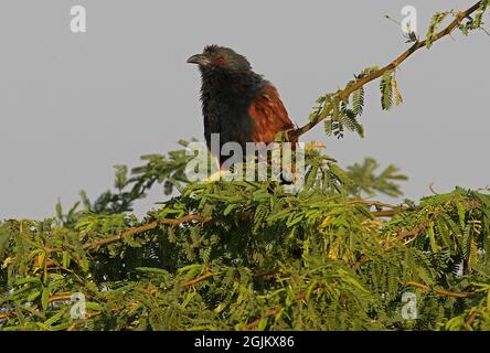 Großer Coucal (Centropus sinensis) Erwachsener, der auf dem Dornenbusch Gujarat, Indien, thront November Stockfoto