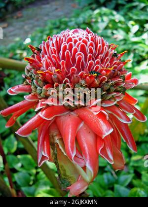 Rote Fackel-Ingwerblume (Etlingera elatior) Stockfoto