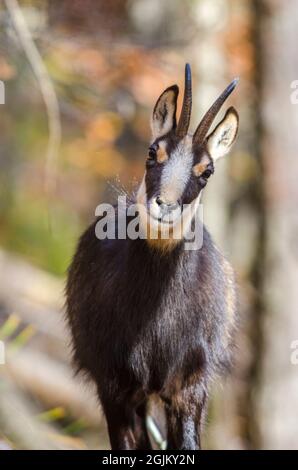 Gämsen (Rupicapra rupicapra) im Wald, adultes Weibchen, Hochformatfoto Stockfoto