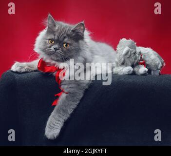 Verärgert aussehende, flauschige, grauhaarige Katze mit roter Schleife, eine ausgestopfte, graue Katze mit passender roter Schleife. Stockfoto