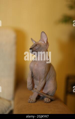 Porträt einer kahlen Katze. Die Sphynx Katzenrasse ist haarlose Tiere ohne Haare. Stockfoto