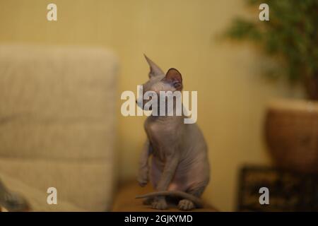 Porträt einer kahlen Katze. Die Sphynx Katzenrasse ist haarlose Tiere ohne Haare. Stockfoto