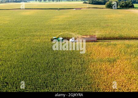 Hickory Corners, Michigan - Mais wird auf einer Farm in Michigan mit John Deere Feldhäckslern geerntet. Der Mais wird zum nahe gelegenen Hotel „Blick auf die Straße“ in der Nähe gebracht Stockfoto