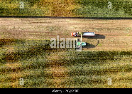 Hickory Corners, Michigan - Mais wird auf einer Farm in Michigan mit John Deere Feldhäckslern geerntet. Der Mais wird zum nahe gelegenen Hotel „Blick auf die Straße“ in der Nähe gebracht Stockfoto