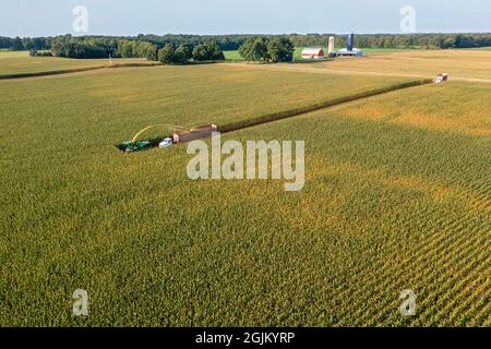 Hickory Corners, Michigan - Mais wird auf einer Farm in Michigan mit John Deere Feldhäckslern geerntet. Der Mais wird zum nahe gelegenen Hotel „Blick auf die Straße“ in der Nähe gebracht Stockfoto