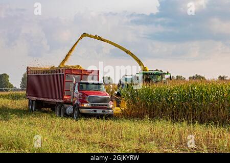 Hickory Corners, Michigan - Mais wird auf einer Farm in Michigan mit John Deere Feldhäckslern geerntet. Der Mais wird zum nahe gelegenen Hotel „Blick auf die Straße“ in der Nähe gebracht Stockfoto