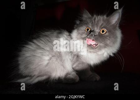 Weitwinkelaufnahme einer hübschen, flauschigen grauen, langhaarigen Katze, die ihre Lippen leckt. Stockfoto