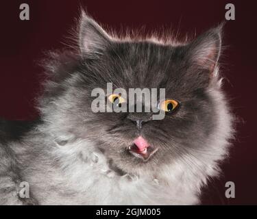 Nahaufnahme Porträt einer süßen flauschigen grauen langhaarigen Katze mit offenem Mund und Zunge zeigt. Stockfoto