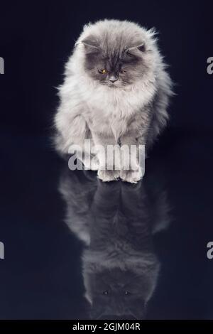 Flauschige, grauhaarige Katze, die auf einer reflektierenden Oberfläche sitzt und auf seine Spiegelung schaut. Stockfoto