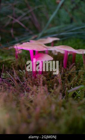 Magische Welt der Pilze. Farbenfroh glühender Pilz wächst in der Natur. Fantasy, Traum und psychedelische Konzept Stockfoto