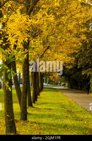 Goldener Herbst auf den Straßen von St. Petersburg. Stockfoto