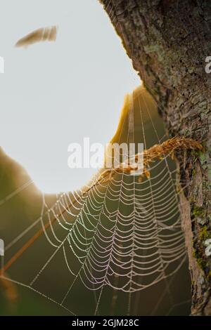 Spinnennetz, mit Tau beladen, nur von frühmorgens, Morgendämmerung, Sonne, die plötzlich von über dem Horizont als blendendes Licht erscheint, von hinter einem Baumstamm. Stockfoto