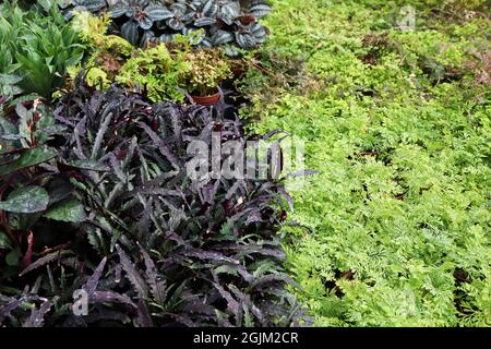 Blick auf kleine gemischte Tropikale in kleinen Töpfen Stockfoto