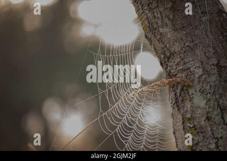 Über Nacht gesponnene Spinnennetze, bedeckt mit Morgentau. Web, tau beladen, nur durch den frühen Morgen beleuchtet, Dämmerung, Sonne plötzlich aus über dem Horizont erscheinen. Stockfoto