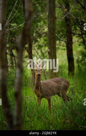 Roe Reh in Woods Großbritannien Stockfoto