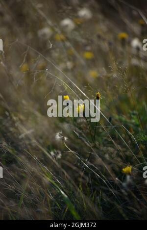 Details des Feldes in der Herbstperiode. Nahaufnahme von trockenem Gras mit verwelkenden Elendelionen und Coltsfoot. Stockfoto