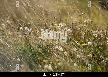 Details des Feldes in der Herbstperiode. Nahaufnahme von trockenem Gras mit verwelkenden Elendelionen und Coltsfoot. Stockfoto