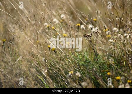 Details des Feldes in der Herbstperiode. Nahaufnahme von trockenem Gras mit verwelkenden Elendelionen und Coltsfoot. Stockfoto