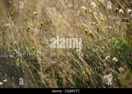 Details des Feldes in der Herbstperiode. Nahaufnahme von trockenem Gras mit verwelkenden Elendelionen und Coltsfoot. Stockfoto