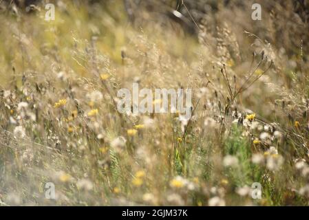 Details des Feldes in der Herbstperiode. Nahaufnahme von trockenem Gras mit verwelkenden Elendelionen und Coltsfoot. Stockfoto