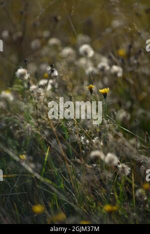 Details des Feldes in der Herbstperiode. Nahaufnahme von trockenem Gras mit verwelkenden Elendelionen und Coltsfoot. Stockfoto