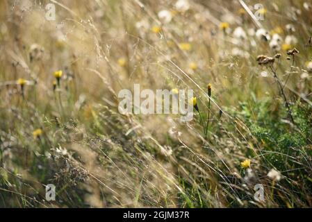 Details des Feldes in der Herbstperiode. Nahaufnahme von trockenem Gras mit verwelkenden Elendelionen und Coltsfoot. Stockfoto